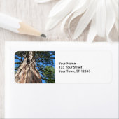 California Giant Tree Etiket (Insitu)