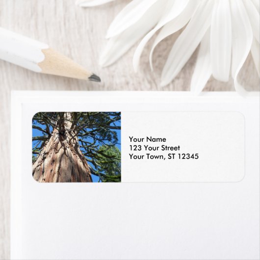 California Giant Tree Etiket (Insitu)