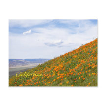 California Golden Poppies