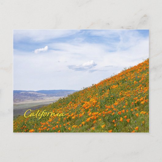 California Golden Poppies Briefkaart (Voorkant)