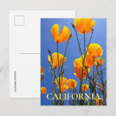 California Golden Poppies tegen Blue Sky Briefkaart (Voorkant / Achterkant)