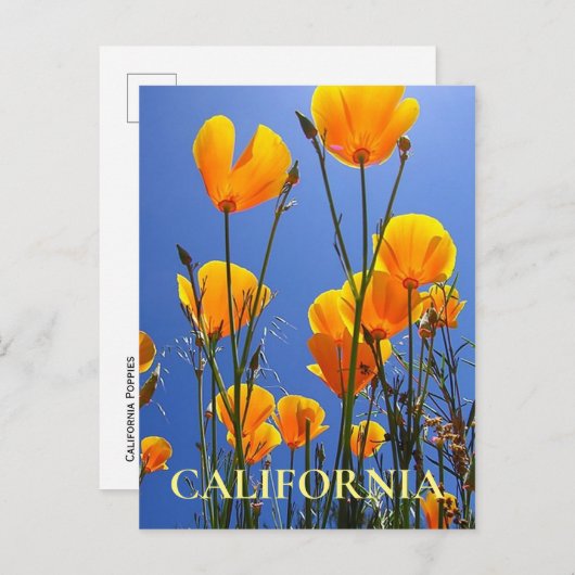 California Golden Poppies tegen Blue Sky Briefkaart (Voorkant / Achterkant)