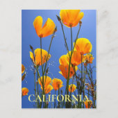 California Golden Poppies tegen Blue Sky Briefkaart (Voorkant)