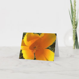 California Golden Poppy - 2 Bedankkaart
