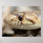 California Gopher Snake Poster (Voorkant)