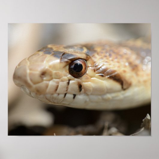 California Gopher Snake Poster (Voorkant)