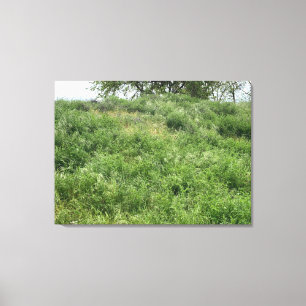 California Green Canvas Afdruk