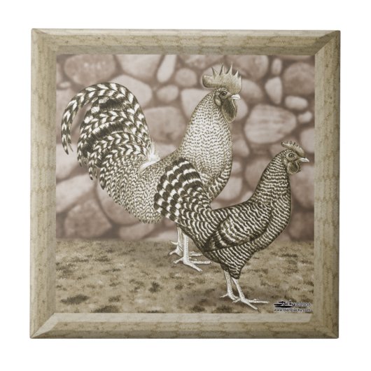 California Grey Chickens Tegeltje (Voorkant)