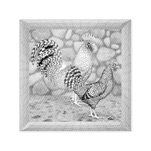 California Grey Chickens Zelfinktende Stempel (Design)