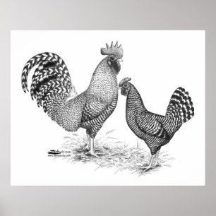 California Grey Rooster en Hen Poster