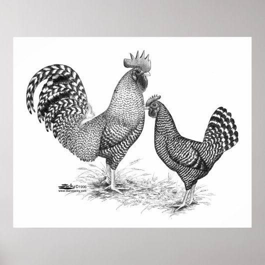 California Grey Rooster en Hen Poster (Voorkant)