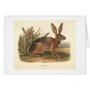 California Hare by Audubon (0177A)