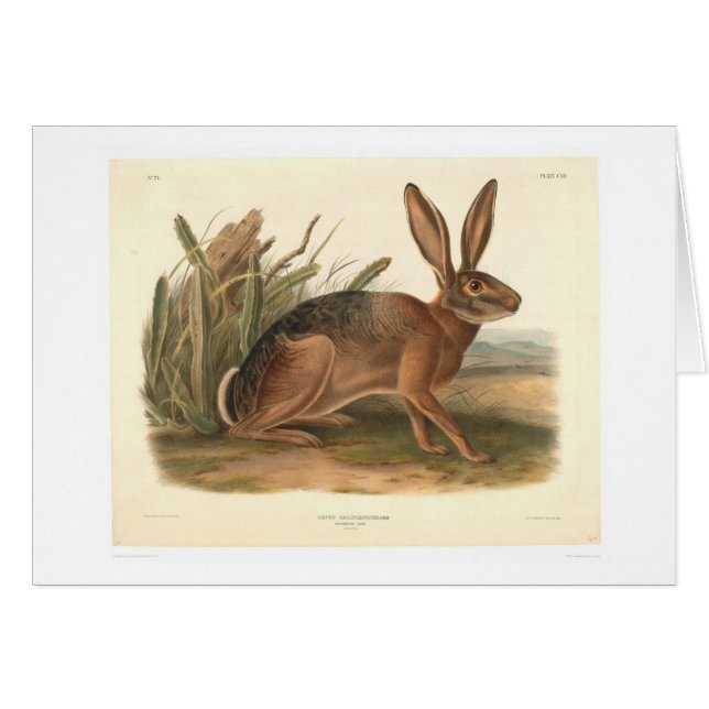 California Hare by Audubon (0177A) (Voorkant Horizontaal)