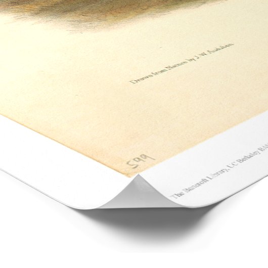 California Hare by Audubon (0177A) Poster (Hoek)