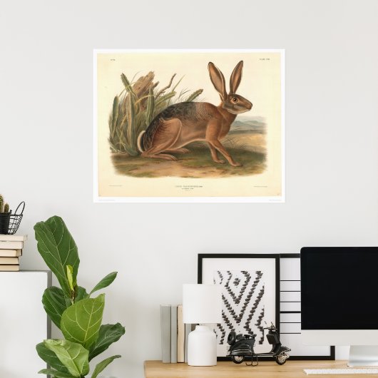California Hare by Audubon (0177A) Poster (Thuiskantoor)