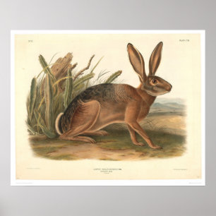 California Hare by Audubon (0177A) Poster