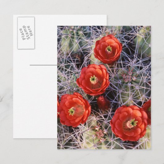 California, Joshua Tree National Park, Claret Briefkaart (Voorkant / Achterkant)