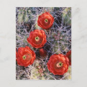 California, Joshua Tree National Park, Claret Briefkaart (Voorkant)