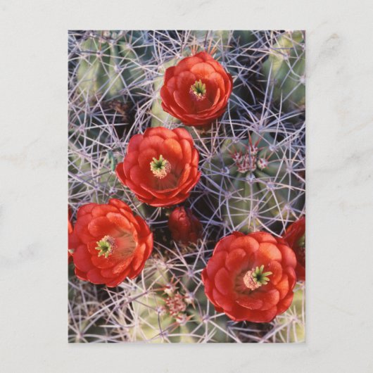 California, Joshua Tree National Park, Claret Briefkaart (Voorkant)