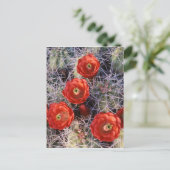 California, Joshua Tree National Park, Claret Briefkaart (Staand voorkant)