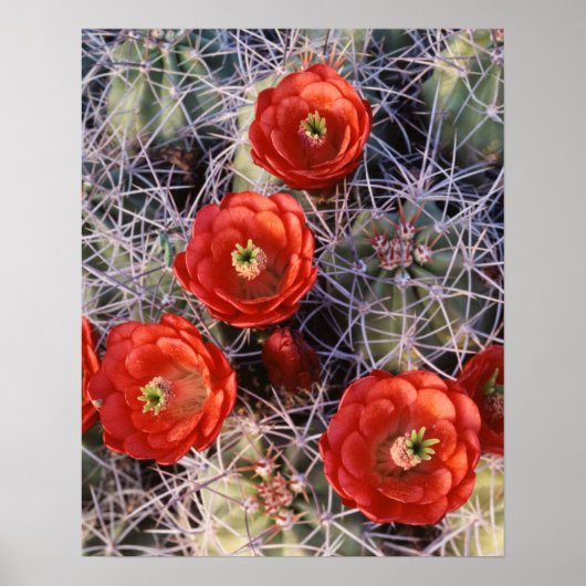 California, Joshua Tree National Park, Claret Poster (Voorkant)