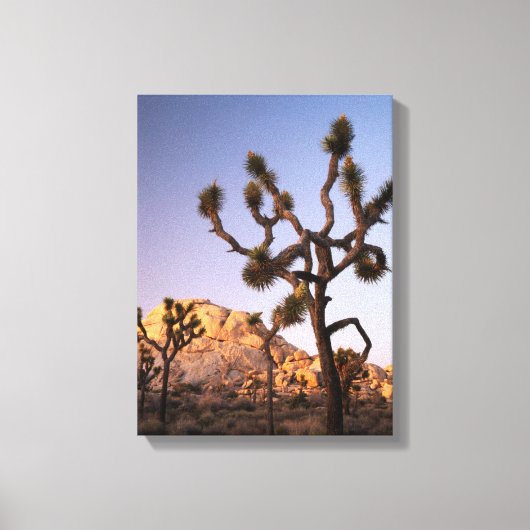 California, Joshua Tree National Park, Joshua Canvas Afdruk (Voorkant)