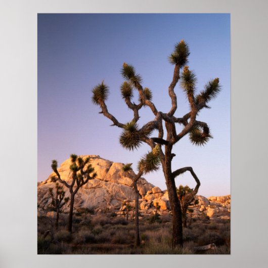 California, Joshua Tree National Park, Joshua Poster (Voorkant)
