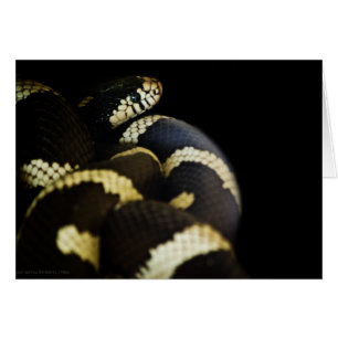 California King Snake Kaart