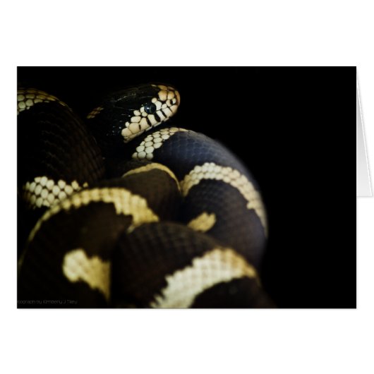 California King Snake Kaart (Voorkant Horizontaal)