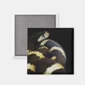 California King Snake Magnet (Voorkant / Achterkant)