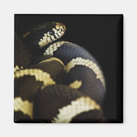 California King Snake Magnet (Voorkant)
