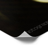 California King Snake Print (Hoek)