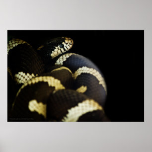 California King Snake Print