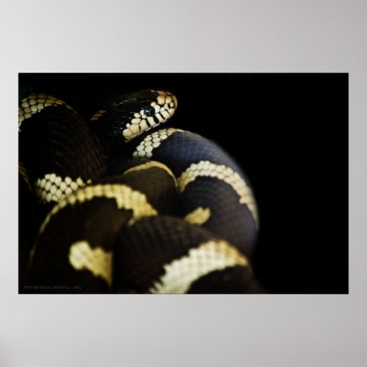 California King Snake Print (Voorkant)