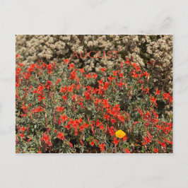 CALIFORNIA KLEURCELEBRATIE: AUGUSTUS BRIEFKAART