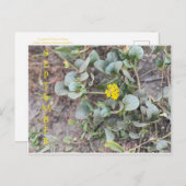 CALIFORNIA KLEURCELEBRATIE: BRIEFKAART SEPTEMBER (Voorkant / Achterkant)