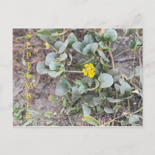 CALIFORNIA KLEURCELEBRATIE: BRIEFKAART SEPTEMBER (Voorkant)