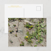 CALIFORNIA KLEURCELEBRATIE: Briefkaart september (Voorkant / Achterkant)