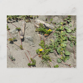 CALIFORNIA KLEURCELEBRATIE: Briefkaart september