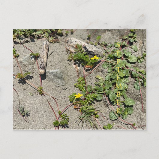 CALIFORNIA KLEURCELEBRATIE: Briefkaart september (Voorkant)