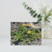 CALIFORNIA KLEURCELEBRATIE: BRIEFKAART SEPTEMBER (Staand voorkant)