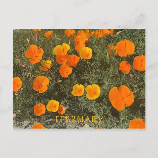 CALIFORNIA KLEURCELEBRATIE: FEBRUARI BRIEFKAART (Voorkant)