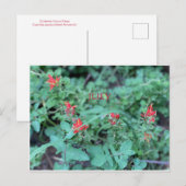 CALIFORNIA KLEURCELEBRATIE: JULY BRIEFKAART (Voorkant / Achterkant)