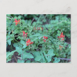 CALIFORNIA KLEURCELEBRATIE: JULY BRIEFKAART