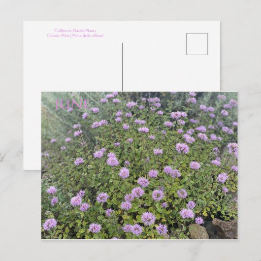 CALIFORNIA KLEURCELEBRATIE: JUNE BRIEFKAART (Voorkant / Achterkant)