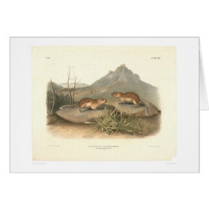 California Marmots van Audubon (0184A)