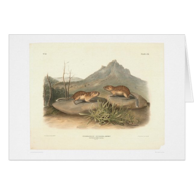 California Marmots van Audubon (0184A) (Voorkant Horizontaal)