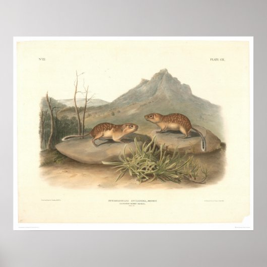 California Marmots van Audubon (0184A) Poster (Voorkant)