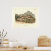 California Marmots van Audubon (0184A) Poster (Keuken)
