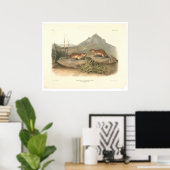California Marmots van Audubon (0184A) Poster (Thuiskantoor)